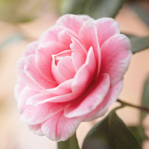 Camellia Flower